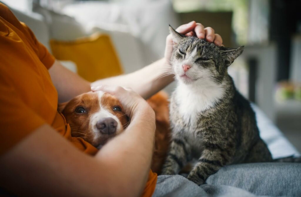 A dog and cat visiting a senior in an assisted living community.